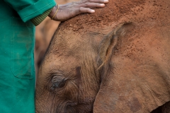 A Caring Hand - David Sheldrick Wildlife Trust