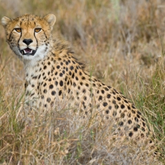 Cheetah - Lewa Wildlife Conservancy