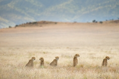 Cheetah Mother with 4 Cubs - Lewa