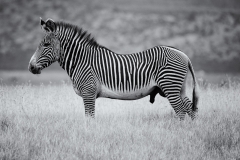 Zebra Portrait - Lewa Wildlife Conservancy