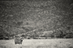 Plains Zebra - Lewa Wildlife Conservancy