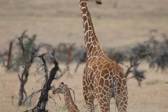 Giraffe and Calf - Lewa Wildlife Conservancy