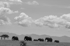Elephant Silhouettes - Lewa Wildlife Conservancy