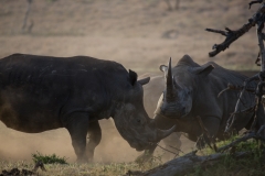 Sparring Rhinos - Lewa Wildlife Conservancy