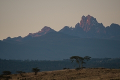 Tree and Mt. Kenya - Lewa Wildlife Conservancy