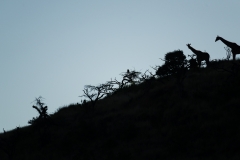 Giraffe Silhouettes - Lewa Wildlife Conservancy