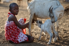 Goat's Milk - Il Ngwesi