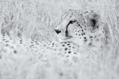 Cheetah Portrait - Lewa Wildlife Conservancy