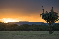 Candelabra Tree Sunset - Lewa Wildlife Conservancy
