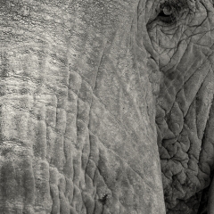 Elephant Portrait - Lewa Wildlife Conservancy