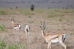 Grant's Gazelles - Lewa Wildlife Conservancy