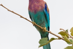 Lilac Breasted Roller - Lewa Wildlife Conservancy