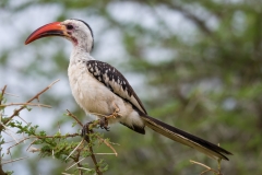 Red-billed Hornbill - Lewa Wildlife Conservancy