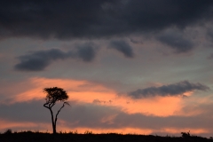 Twisted Tree Sunset - Lewa Wildlife Conservancy