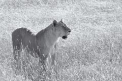 Lioness - Masai Mara