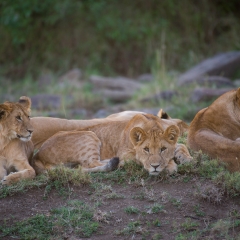 Trio of Lion Cubs - Masai Mara