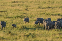 Elephant Herd Seen From Balloon - Masai Mara