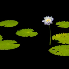 Water Lily in the Void