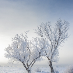 Frosty Trees - Lake Pueblo