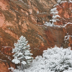 White Trees and Red Rock