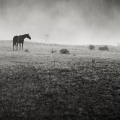 Horse in Morning Fog