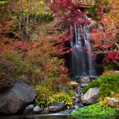 Autumn Waterfall - Anderson Japanese Gardens
