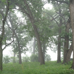 Oaks in Downpour
