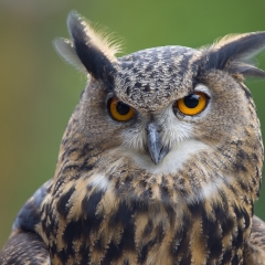 Eurasian Eagle Owl - Dallas Zoo