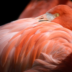 Caribbean Flamingo - Stone Zoo