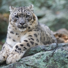 Snow Leopard - Stone Zoo
