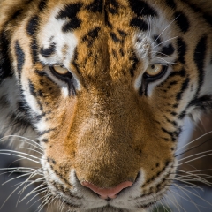 Amur Tiger - Cheyenne Mountain Zoo