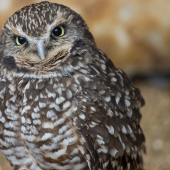 Burrowing Owl - Henry Doorly Zoo