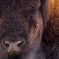 Bison Breath - Denver Zoo