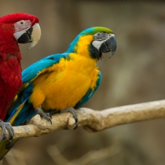 Macaws - Denver Zoo