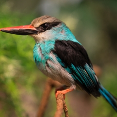 Blue Breasted Kingfisher - Denver Zoo