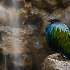 Nicobar Pigeon and Waterfall - Denver Zoo