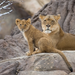 Lioness and Cub - Denver Zoo