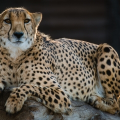 Cheetah - Denver Zoo