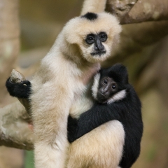 White Cheeked Gibbons - Brookfield Zoo