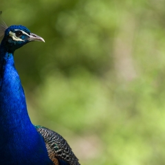 Peacock - Pueblo Zoo