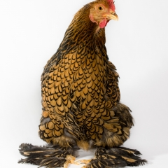 Lacey - Golden Laced Bantam Cochin Chicken, Pueblo Zoo